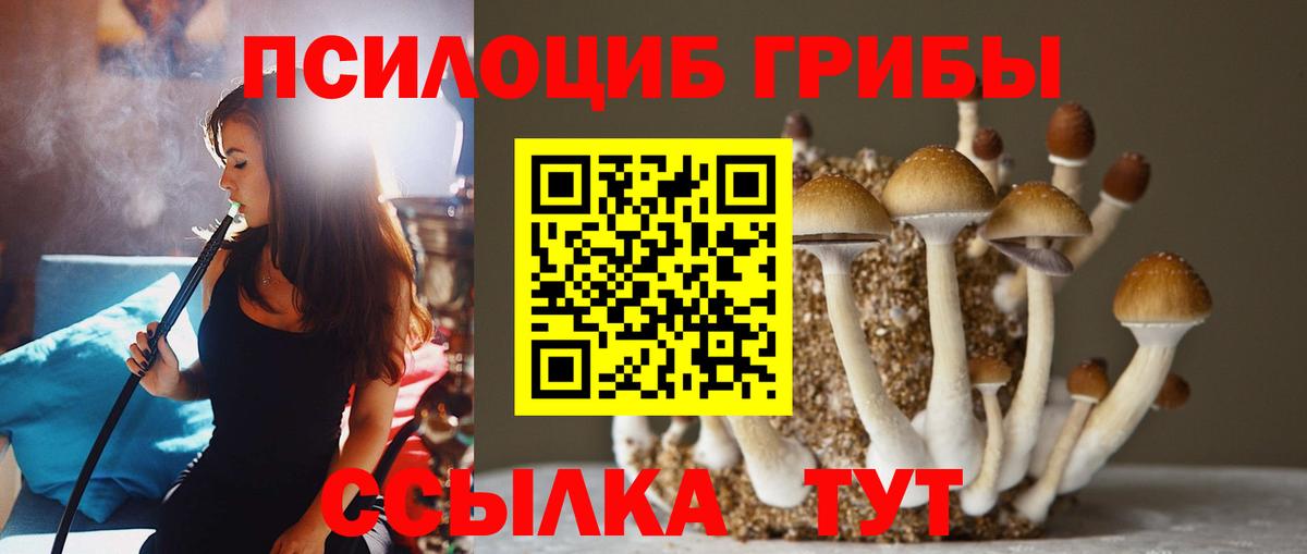 купить наркотик  Вход с VPN  Богородицк  Псилоцибиновые грибы Psilocybe 